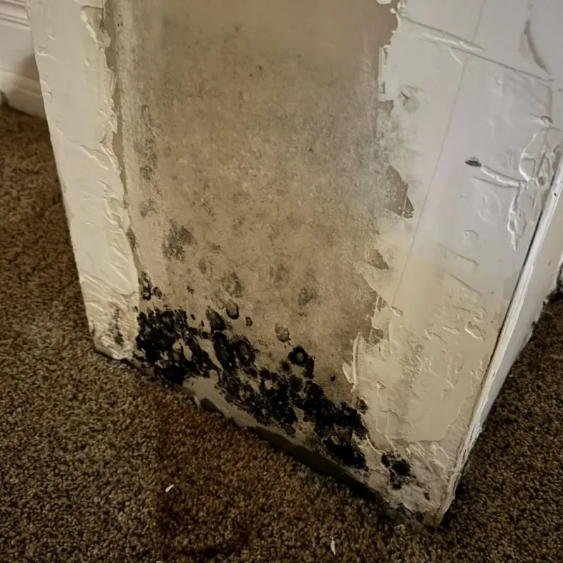 Professional Mold Removal in East Valley, NV